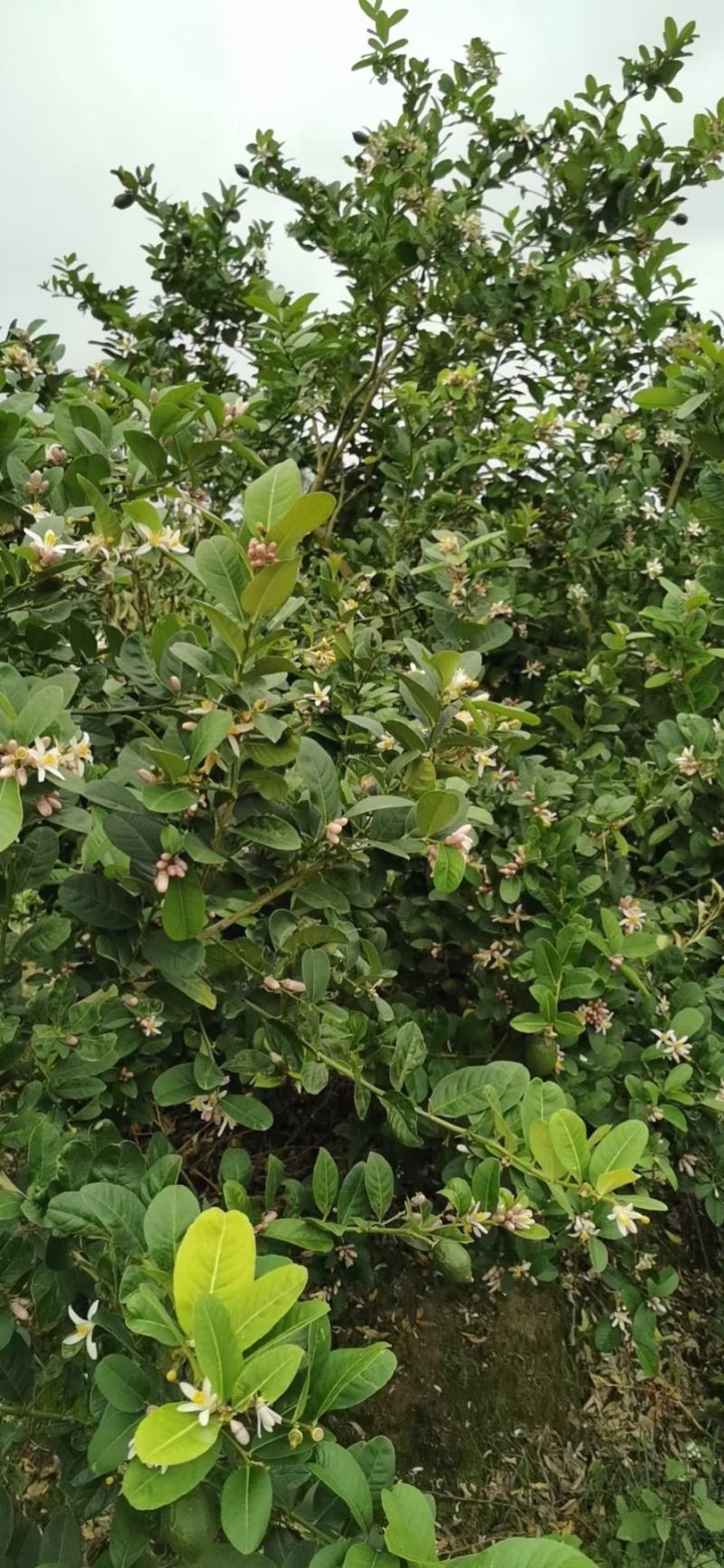 正宗广东香水柠檬苗无籽四季都开花结果大苗种直7/8月桂果