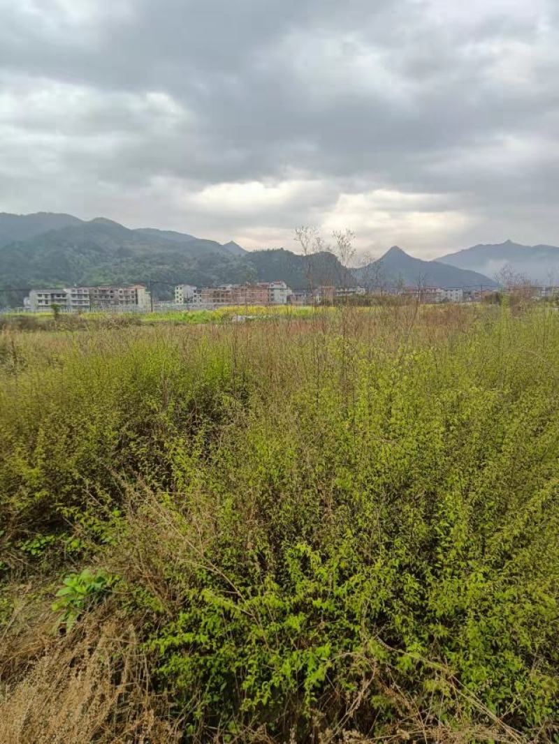 岗梅苗又叫称星树、青皮柴，江西产地正宗尖叶青皮岗梅