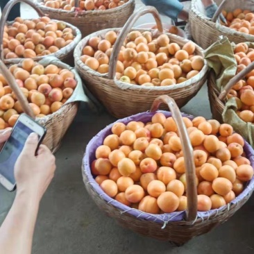 南阳本地，桃，油桃，李子，杏，樱桃