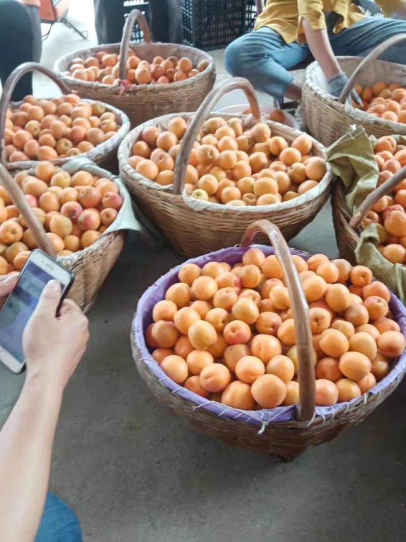 南阳本地，桃，油桃，李子，杏，樱桃