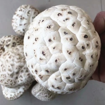 批发剪脚烘干白花菇