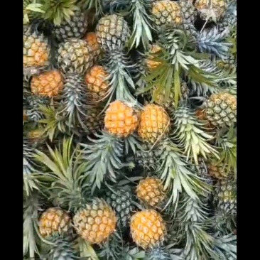 小果，现货，附近的可以直接装，地点，白河桥