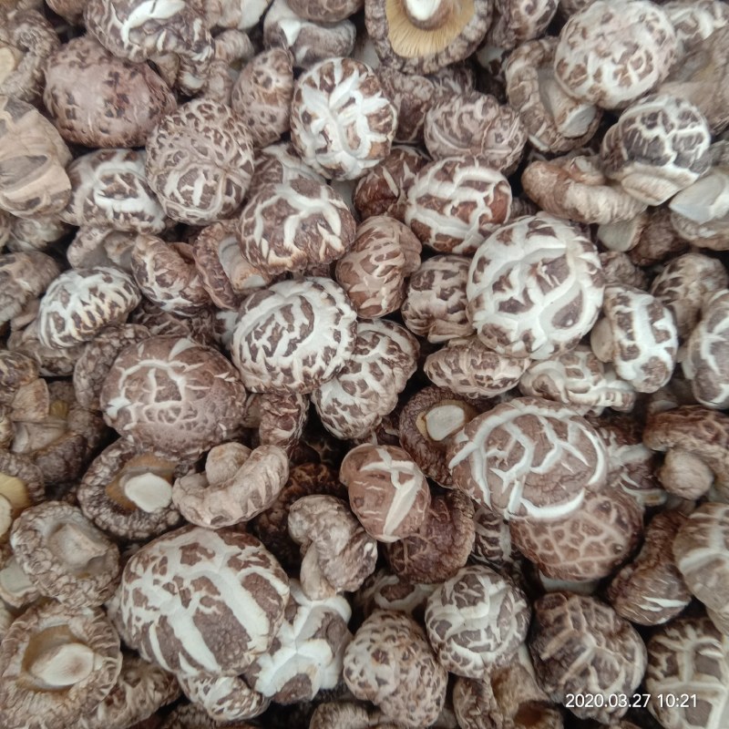 批发剪脚烘干白花菇