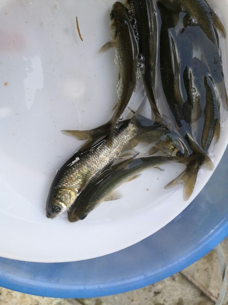 水产青鱼，黑鲩鱼，生长快，抗病力强，货源充足，产地直销，
