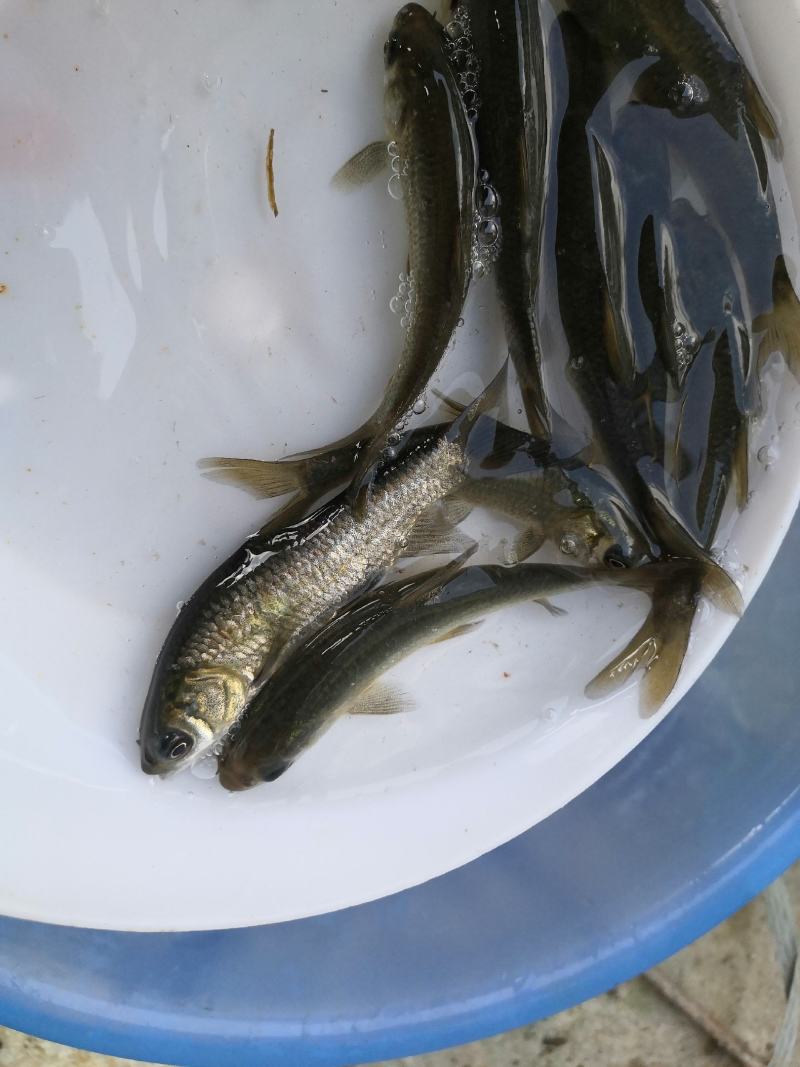 水产青鱼，黑鲩鱼，生长快，抗病力强，货源充足，产地直销，