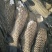 大量批发各种规格的大头花鲢，及各种规格的四大家鱼