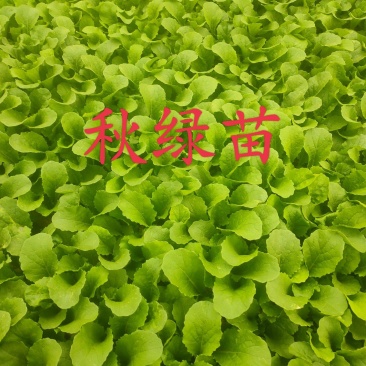 秋绿苗，苗品优良刚适合种