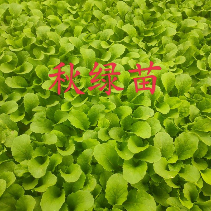 秋绿苗，苗品优良刚适合种