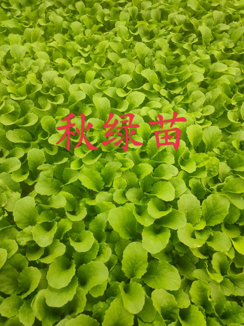 秋绿苗，苗品优良刚适合种