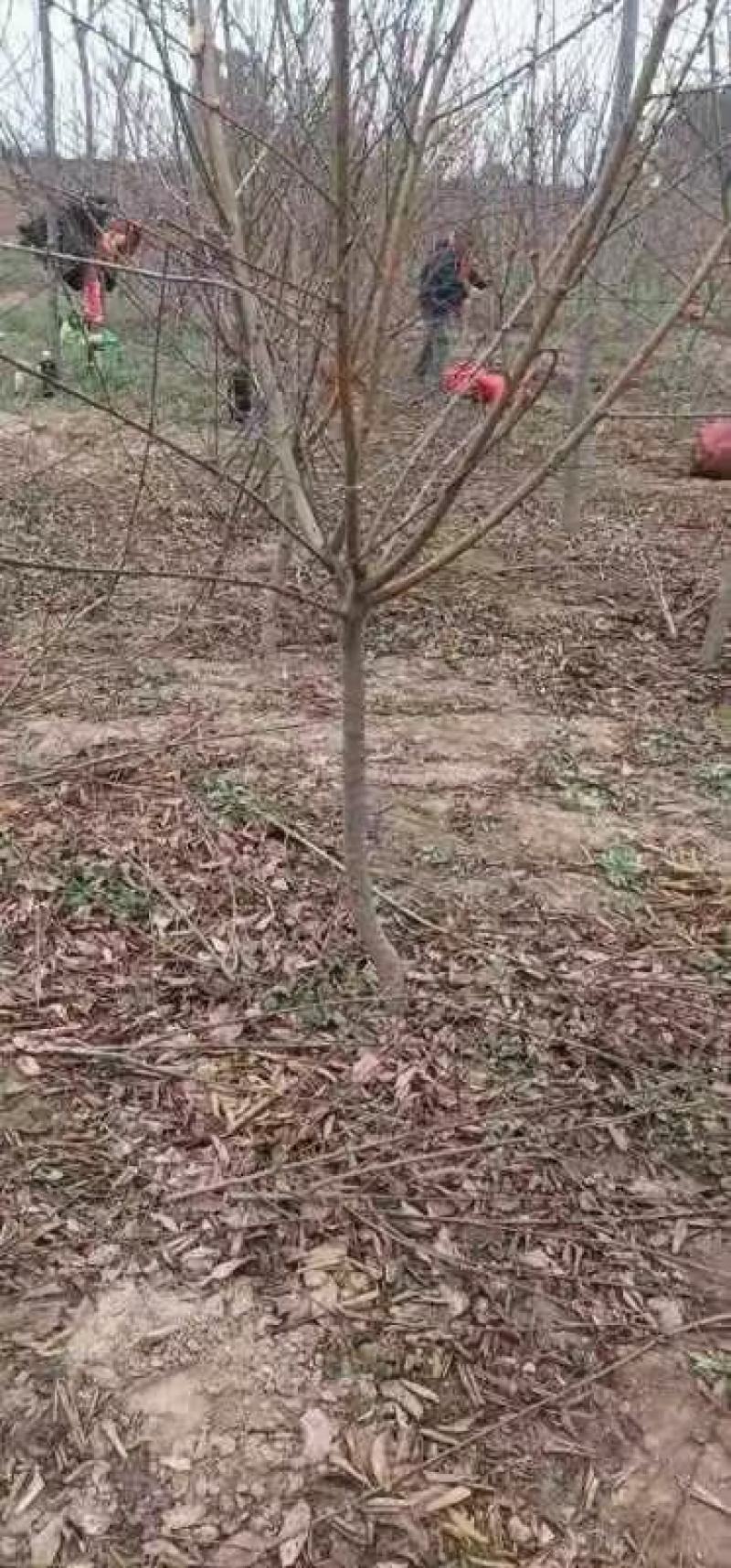 碧桃