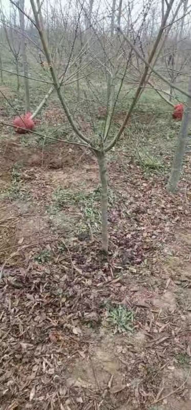 碧桃