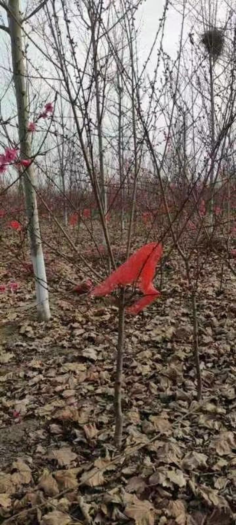 碧桃