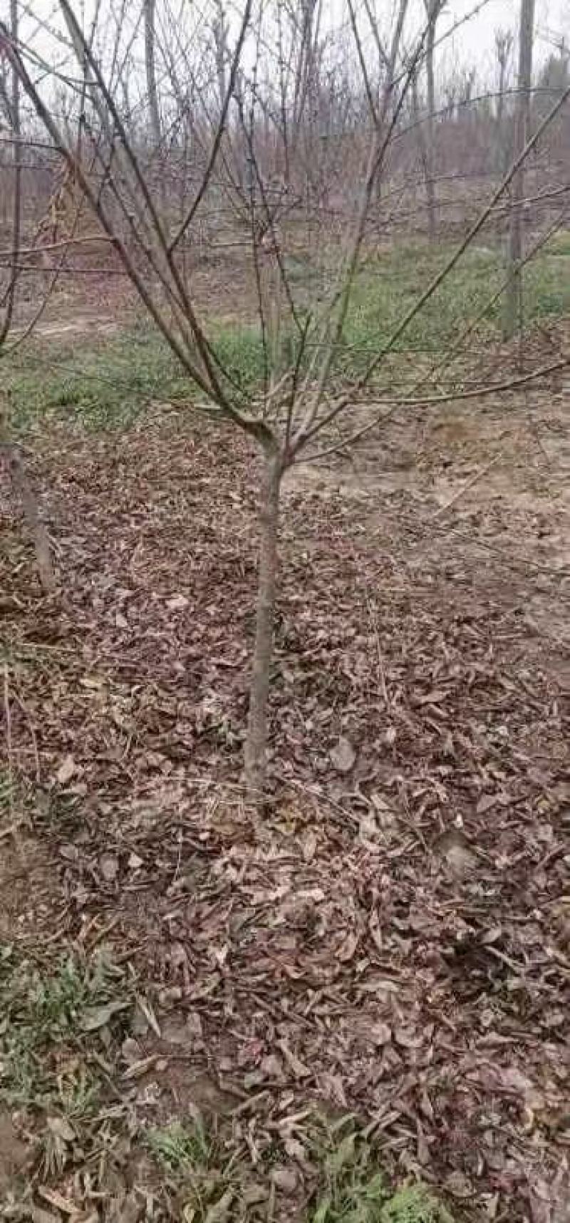 碧桃