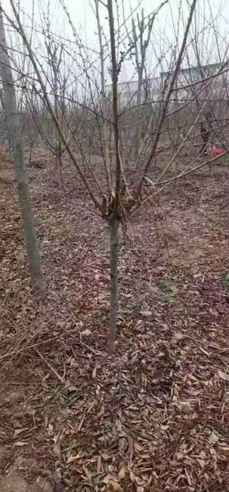 碧桃