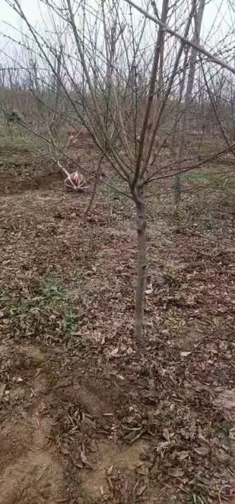 碧桃