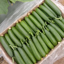 小黄瓜