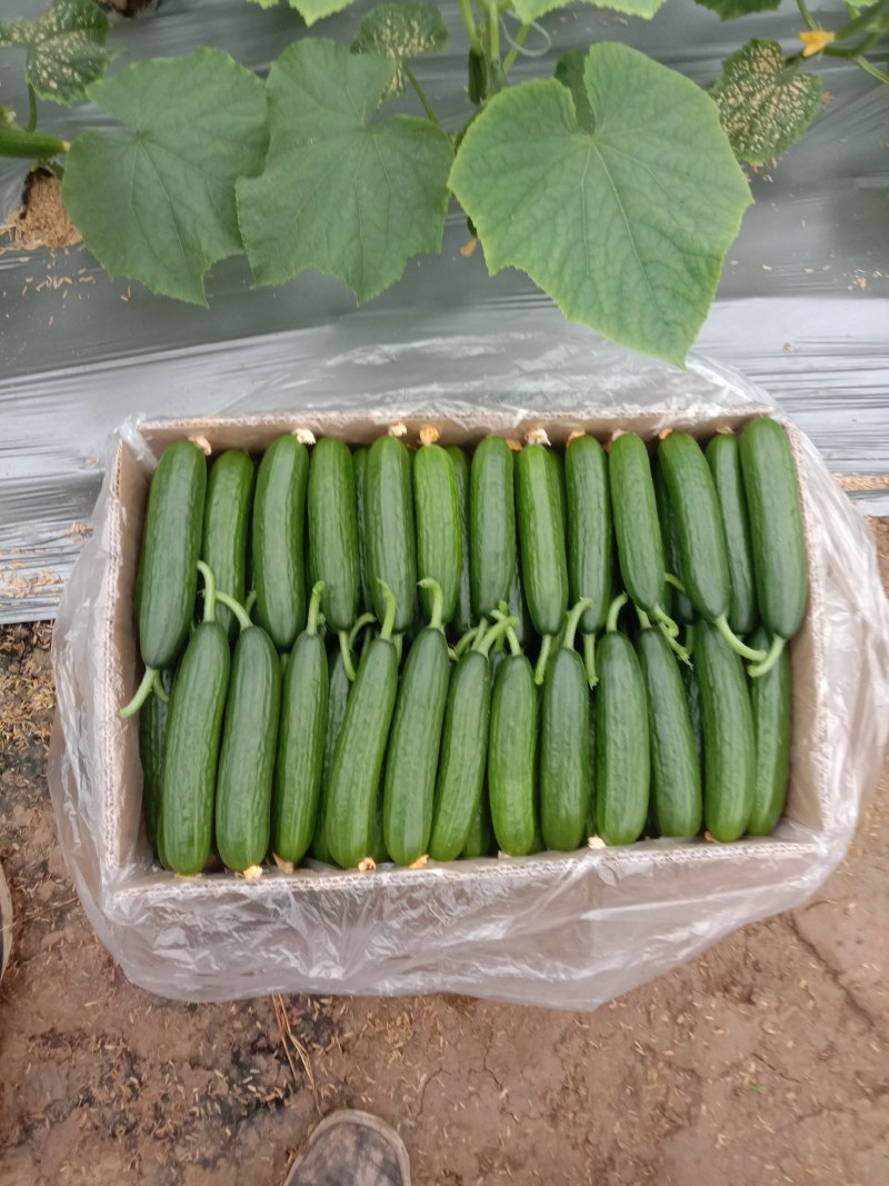 小黄瓜