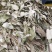 四川省苍溪县野生淫阳雚
