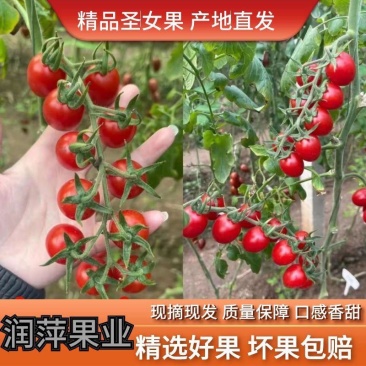 千喜圣女果！圣女果上市！大量供货，产地直发，保质保量