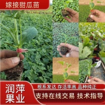 阜城县《润萍苗场》大量供应嫁接:西瓜苗，甜瓜苗等菜苗！