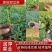 阜城县《润萍苗场》大量供应嫁接:西瓜苗，甜瓜苗等菜苗！