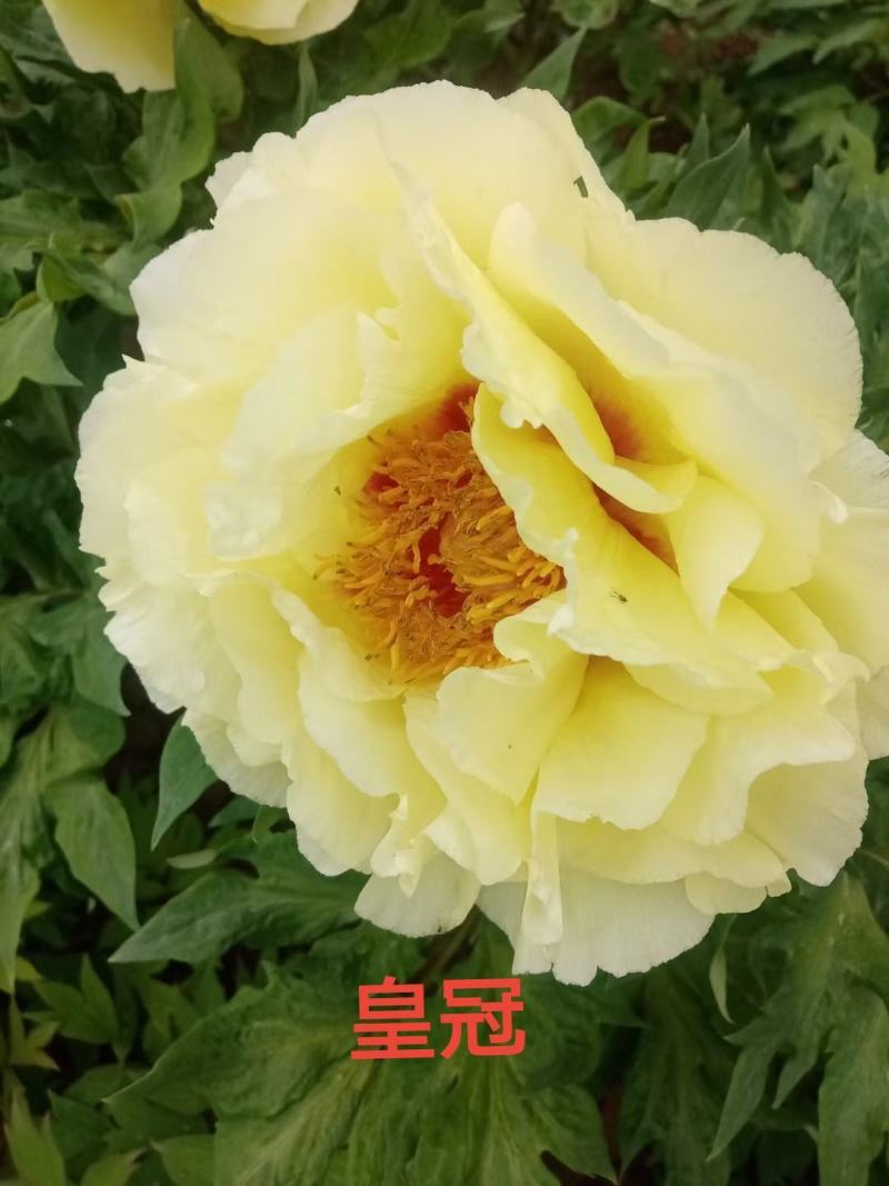 山东菏泽精品观赏牡丹，品种齐全，大中小苗均有，量大优惠