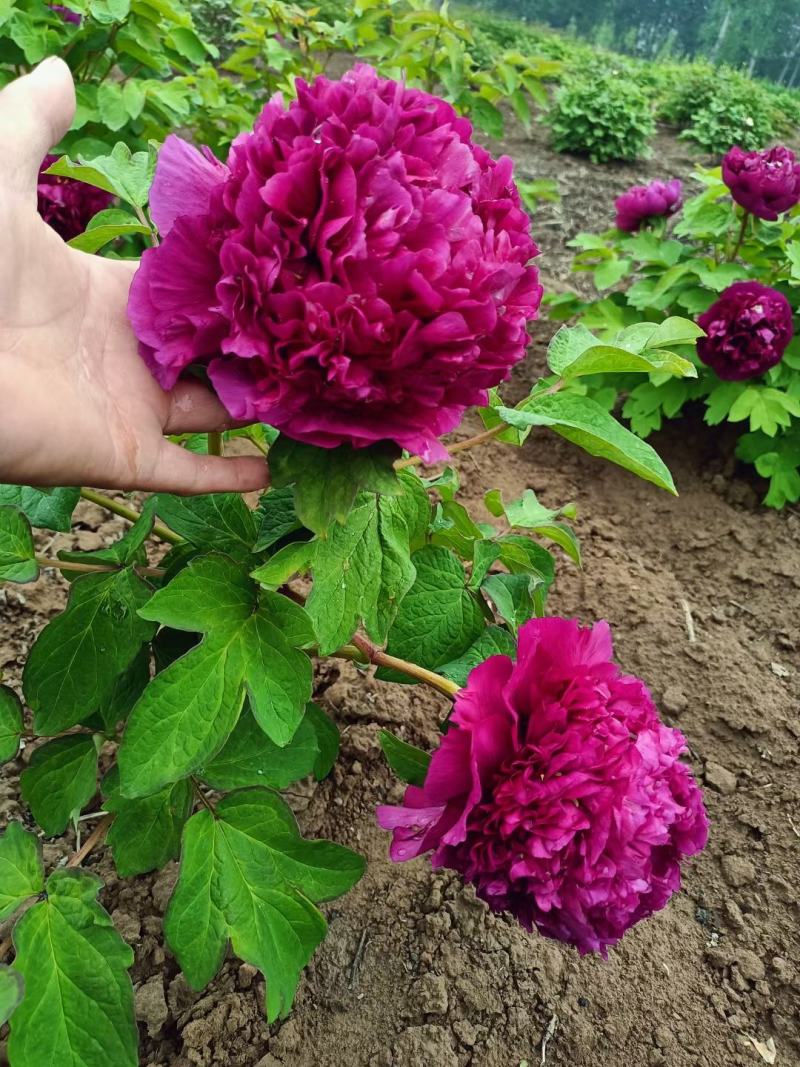 山东菏泽精品观赏牡丹，品种齐全，大中小苗均有，量大优惠