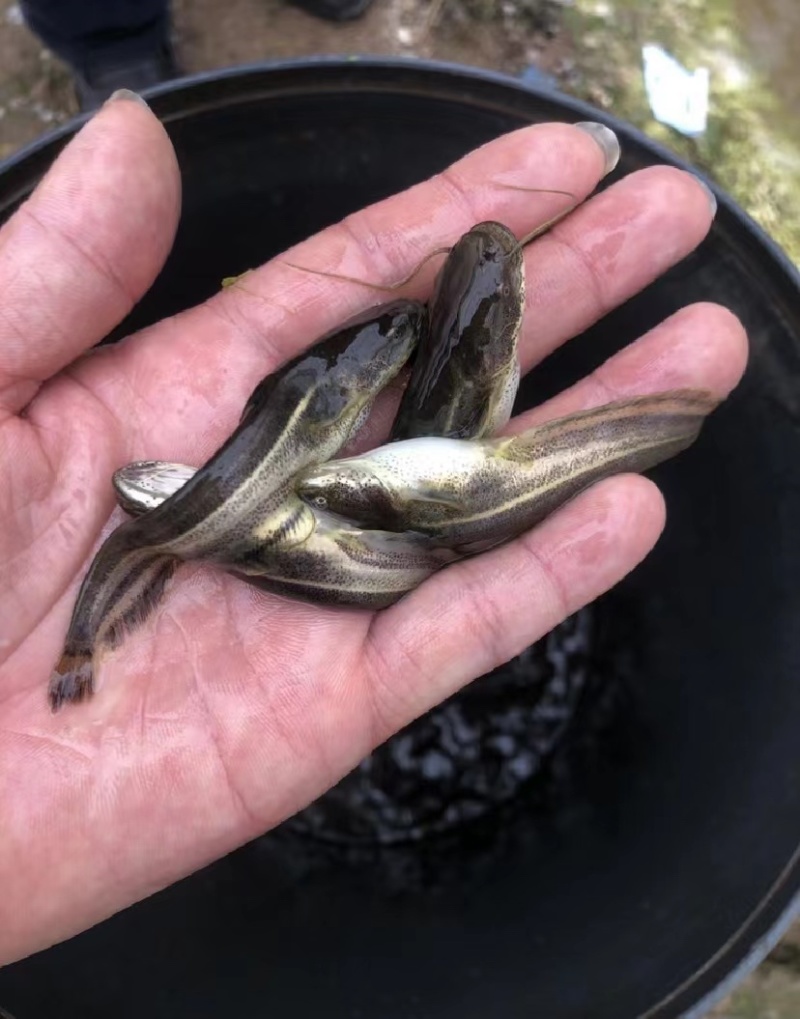 优质大口鲶鱼苗，南方大口鲶质量保证送货上门