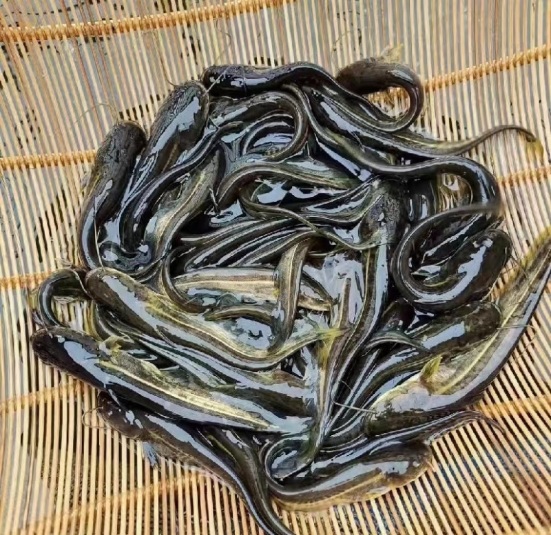优质大口鲶鱼苗，南方大口鲶质量保证送货上门
