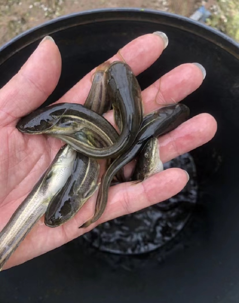 优质大口鲶鱼苗，南方大口鲶质量保证送货上门