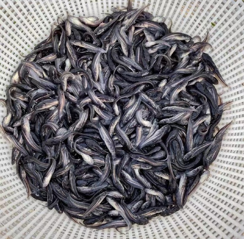 优质大口鲶鱼苗，南方大口鲶质量保证送货上门
