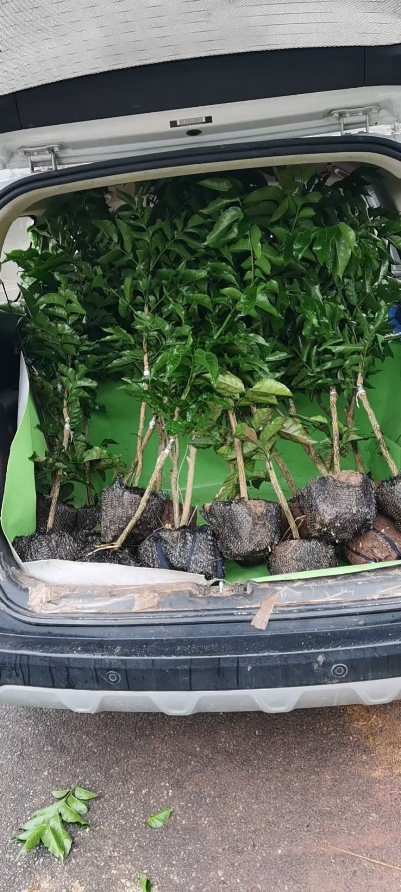 自贡荔枝小苗基地批发优质无核，鸡嘴，带绿，桂味占地拆迁苗