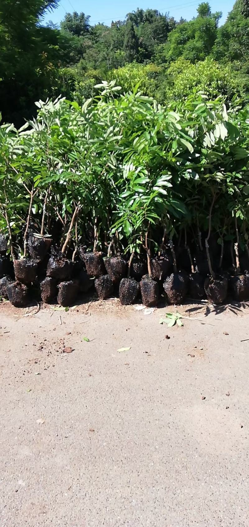 自贡荔枝小苗基地批发优质无核，鸡嘴，带绿，桂味占地拆迁苗