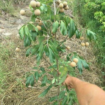 自贡桂圆苗,荣县龙眼小苗,水南一号,蜀冠,泸丰占地拆迁苗