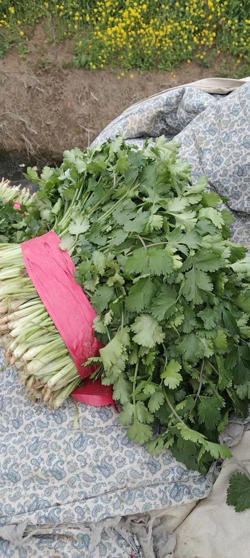 大叶香菜新鲜现采做工精细可发各地市场超市电商