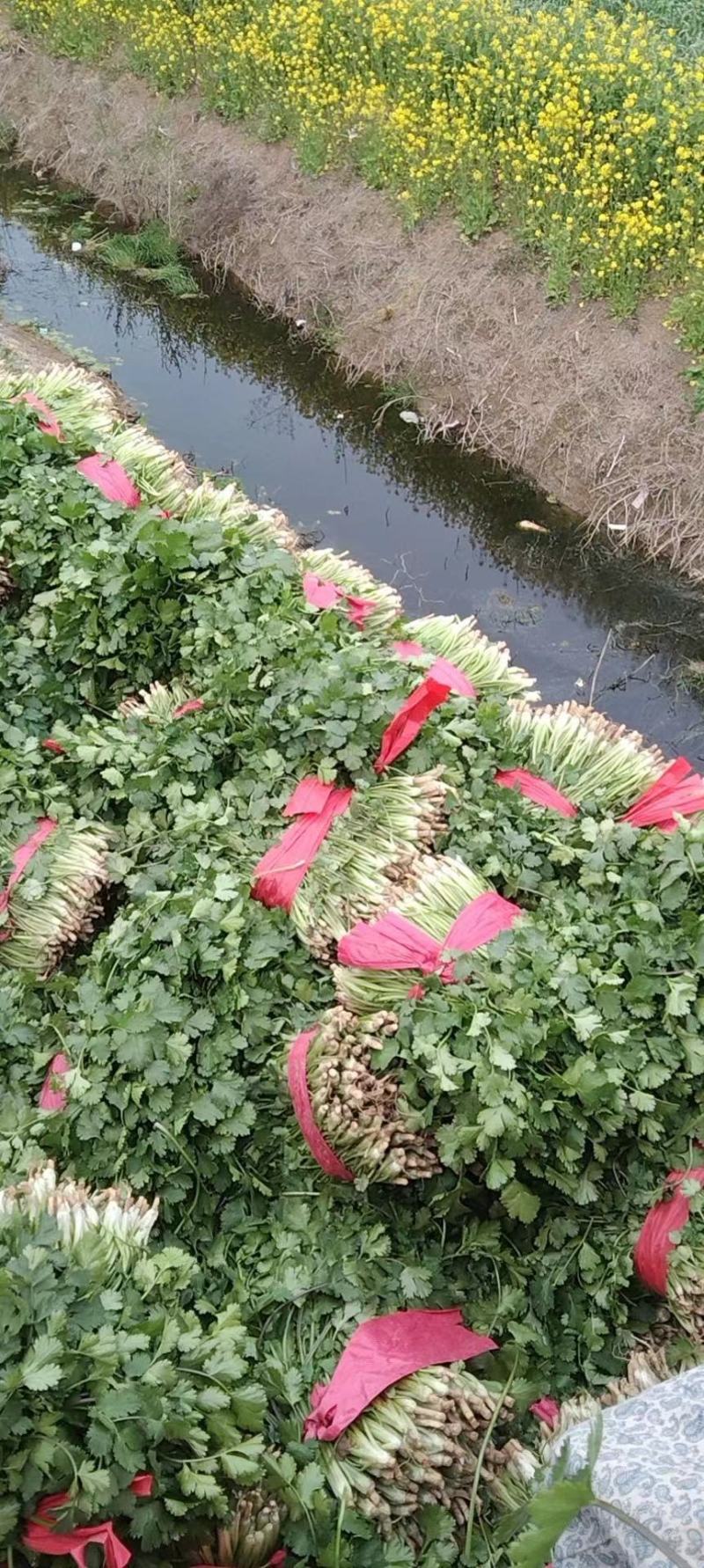 大叶香菜新鲜现采做工精细可发各地市场超市电商