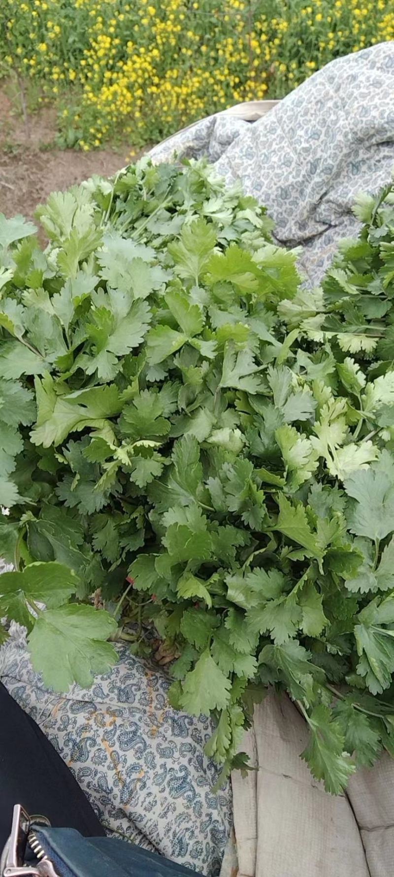 大叶香菜新鲜现采做工精细可发各地市场超市电商