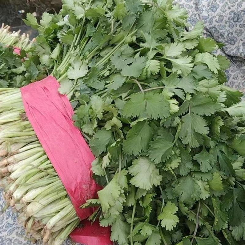 大叶香菜新鲜现采做工精细可发各地市场超市电商