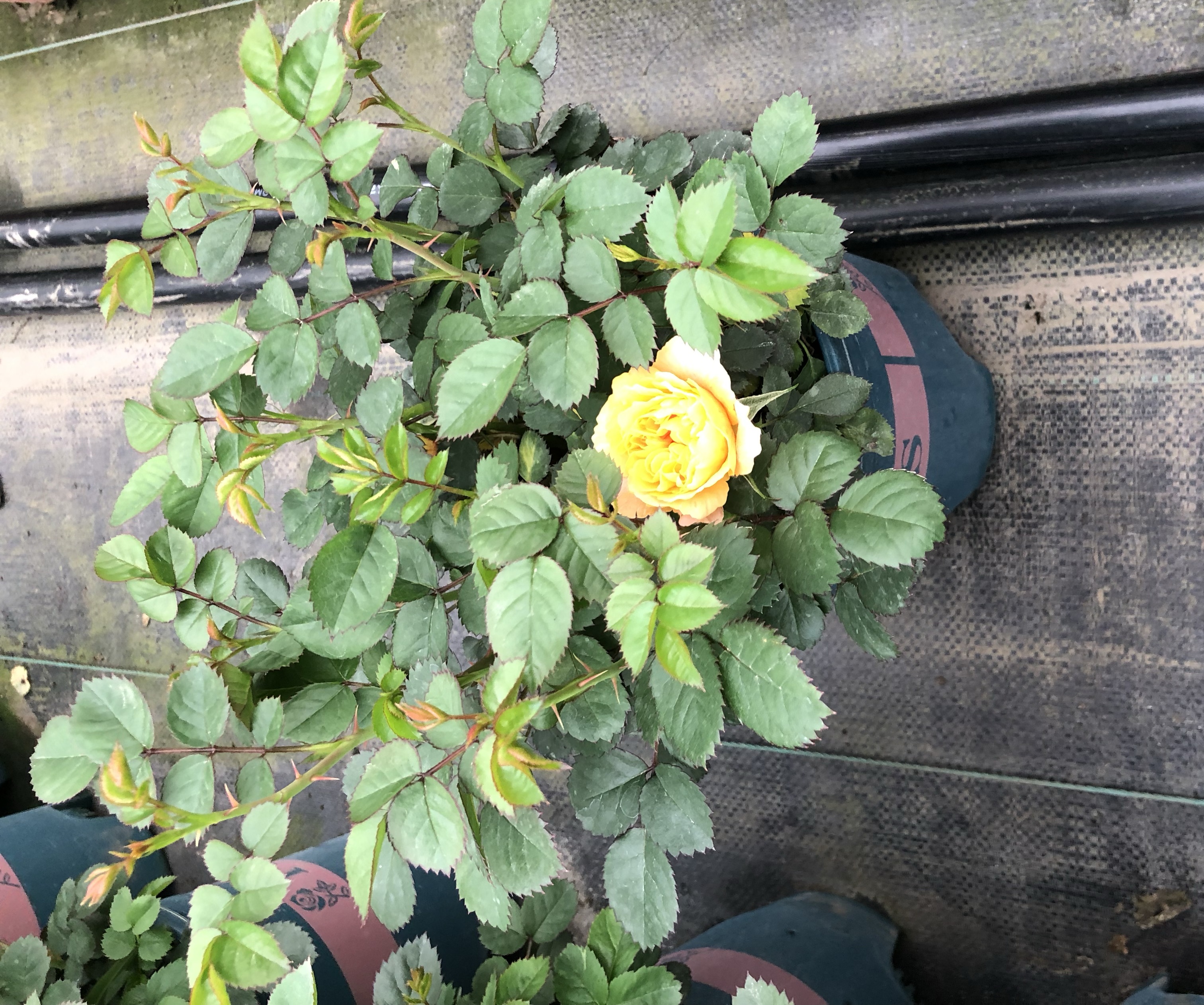月季合唱团植株形态特写,展示其叶片、枝条和花朵的细节 月季合唱团植株形态特写