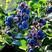 山东蓝莓，大量上市，口味上佳，味道鲜美，欢迎前来选购。。