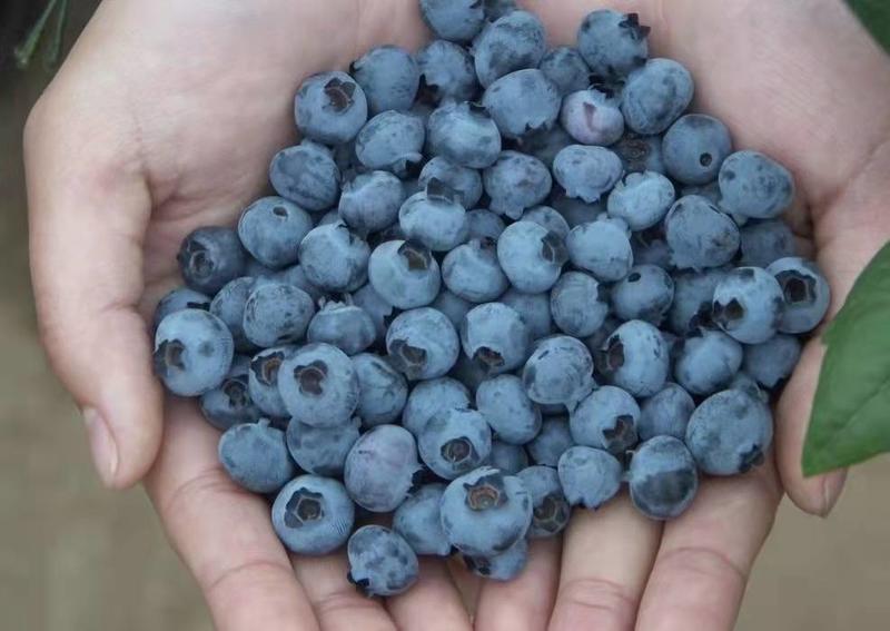 山东蓝莓，大量上市，口味上佳，味道鲜美，欢迎前来选购。。