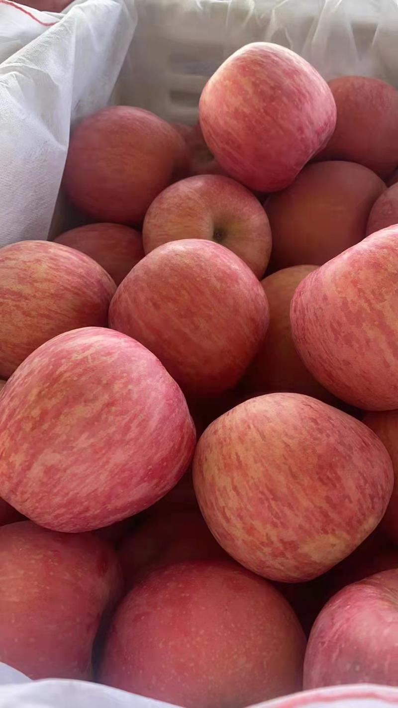 苹果产地陆地果冷库红富士苹果供应一手货源质量优选