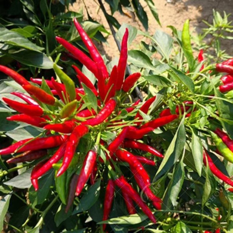 预售辣椒苗育苗基地朝天椒菜椒小米辣大量