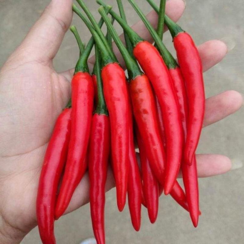 预售辣椒苗育苗基地朝天椒菜椒小米辣大量