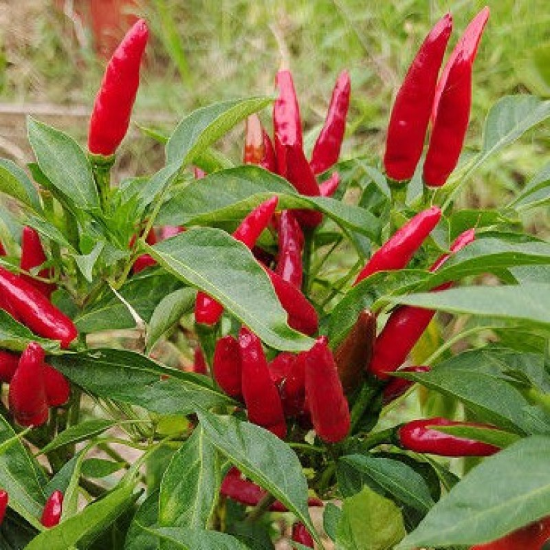预售辣椒苗育苗基地朝天椒菜椒小米辣大量