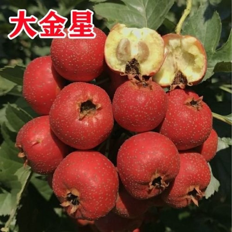 大金星山楂苗，适合南北方种植，山地，破地，平地，均可种植
