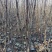 大金星山楂苗，适合南北方种植，山地，破地，平地，均可种植