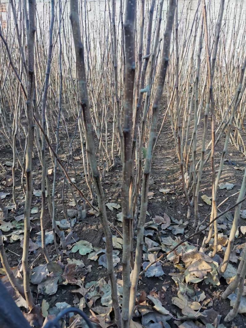 大金星山楂苗，适合南北方种植，山地，破地，平地，均可种植