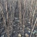 大金星山楂苗，适合南北方种植，山地，破地，平地，均可种植