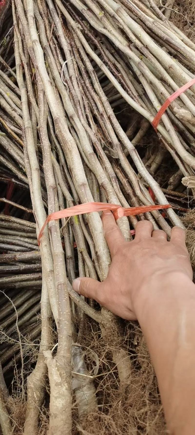 大金星山楂苗，适合南北方种植，山地，破地，平地，均可种植